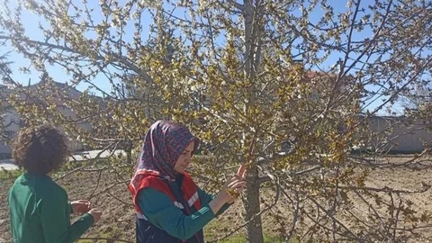 Zirai Don Hasar Ödemeleri Resmi Gazete’de: Mersin’e Hangi Ürün İçin Ne Kadar Destek Verilecek?
