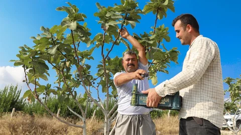 Mersin Büyükşehir’in İncir Fidanları Artık Meyvelerini Veriyor