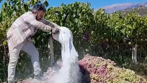 Üzüm Bağlarında Yasaklı İlaç Kullanıldı: 6 Ton Üzüm İmha Edildi!