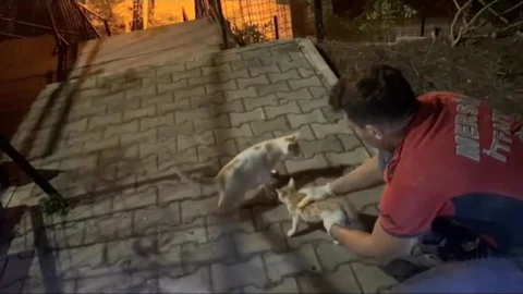 Mersin'de Beton Blok Arasında Sıkışan Yavru Kediyi Mersin Büyükşehir İtfaiyesi Kurtardı