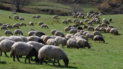 Bakan Yumaklı Açıkladı: Büyükbaş ve Küçükbaş Hayvan Sayısında Artış Yaşandı