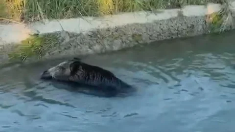 Mersin'de Sulama Kanalına Düşen Domuz İlginç Görüştü Oluşturdu