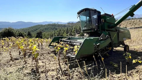Çamlıyayla'da Ayçiçeği Hasadı Yapıldı