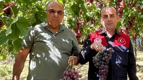 Çamlıyayla'da Bağ Bozumu Yapıldı