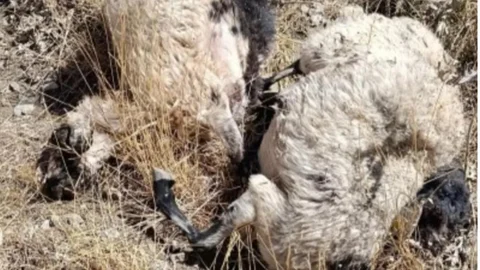 Sürüye Kurt Daldı: 70 Koyun Telef