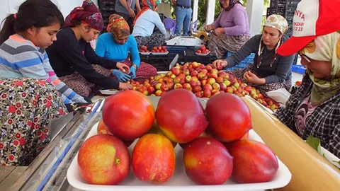 Abd Tarım Bakanlığı Raporu’nda Mersin’e Özel Bölüm: Mersin’deki Nektarin Üretimindeki Artış Raporda!