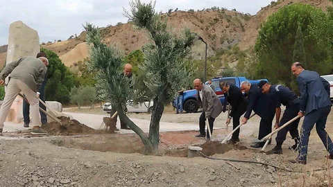 Çorum'da Baltacı Mehmet Paşa anısına zeytin ağacı dikildi