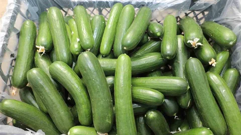 Elazığ’da örtü altı salatalık sezonu başladı