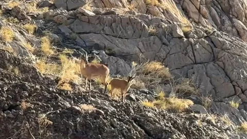 Hakkari'de doğaseverlere dağ keçisi sürprizi