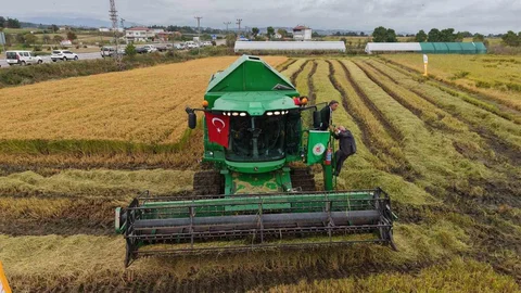 Bafra Ovası’nda çeltik hasadı başladı