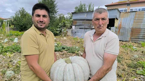 Afyonkarahisar'da balkabağı hasadı başladı