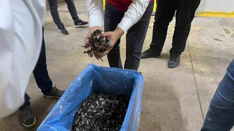 Tekirdağ'da trüf mantarı ihracatı