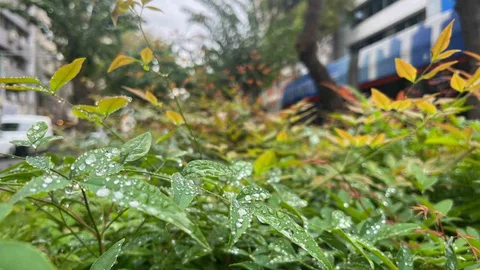 İzmir'de beklenen yağmur yağdı