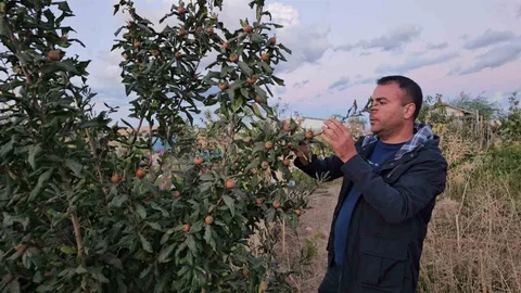Bitlis'te Sıcak İklim Meyveleri Yetiştirildi