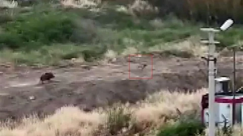 Mersin'de domuz sürüsü bir köpeği kovaladı