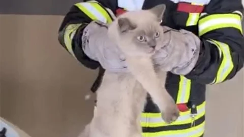 Osmaniye’de Kedi Kurtarma Operasyonu