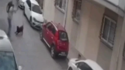 Balçova'da köpeğe şiddet görüntüleri tepki topladı