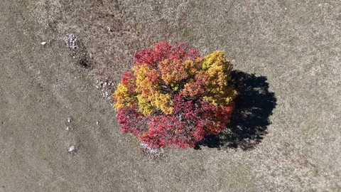 Artvin'de sonbahar renkleri Zekerya Köyü'nde ortaya çıktı