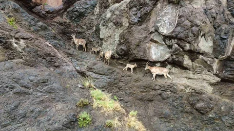Erzurum Oltu'da Yaban Keçileri Görsel Şölen Sunuyor
