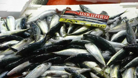 Kocaeli'de balık fiyatları yarı yarıya düştü, ekim ayıyla birlikte tezgahlarda bolluk bekleniyor.