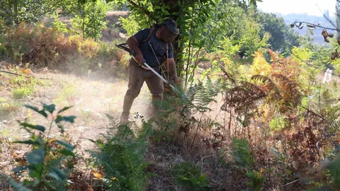 Aydın'da Kestane Hasatı Hazırlıkları Sürüyor