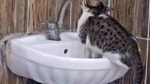 Şırnak Devlet Hastanesi Acil Servisi'nde kedi musluğu açtı