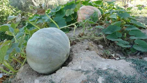 Malatya'da zirai don bal kabağı üretimini olumlu etkiledi