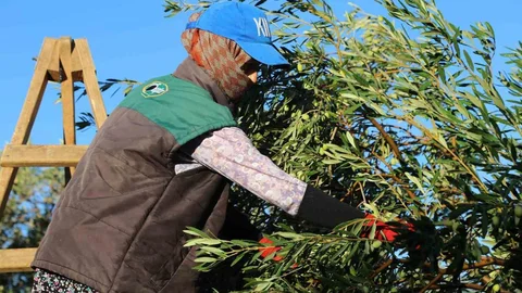 Zeytin hasadı dualarla başladı