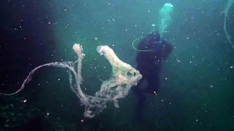 İstanbul'da Müsilaj Tehdidi