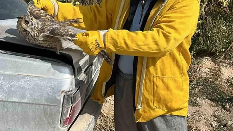 Konya'da yaralı kulaklı baykuş kurtarıldı