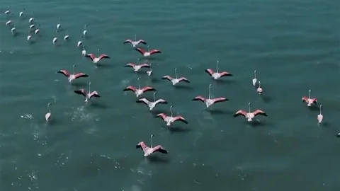 Erçek Gölü’nde flamingoları korumak için jandarma devriyesi