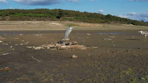 İstanbul'da baraj doluluk oranları kritik seviyelere geriledi