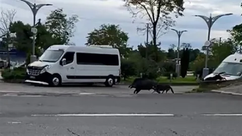 Fatsa'da domuz sokaklarda koşturdu