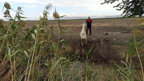 Hatay'da eşek kurtarma operasyonu