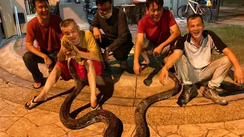 Bangkok'ta yılda 30 binden fazla yılan yakalanıyor