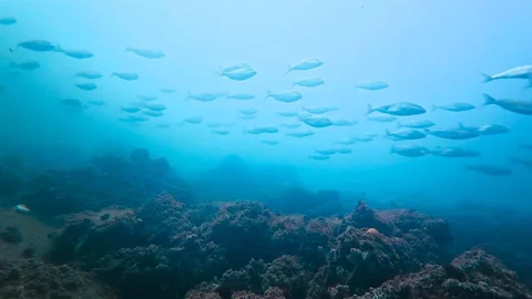 Kocaeli'de Körfez'de Temizlik Çalışmaları
