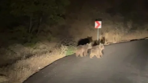 Erzincan'da yola inen iki yavru ayı