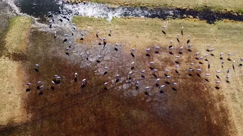 Erzurum’da göç eden turnalar objektiflere yansıdı