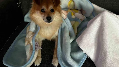 Bursa'da Kaybolan Köpek "Pablo" İçin 50 Bin Lira Ödül Verilecek