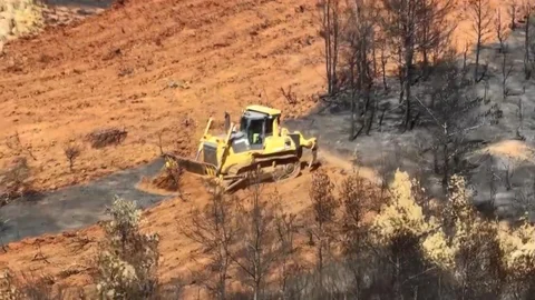 Muğla'da Yanan Alanlara Fidan Dikimi