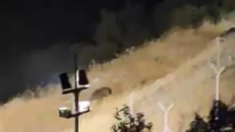 Elazığ'da ayılar yiyecek ararken görüntülendi