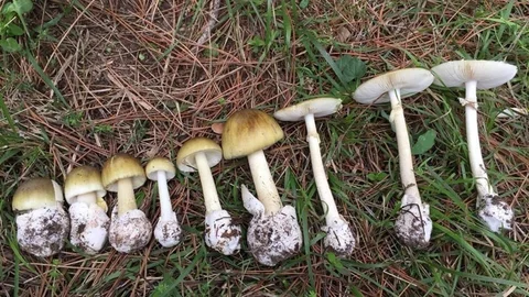 Mantar sezonu başladı, uzmanlar uyarıyor