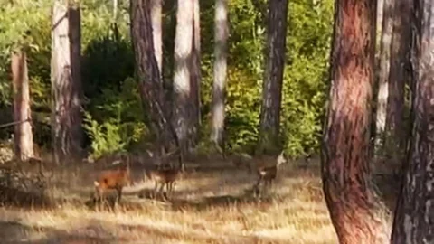 Karabük'te Karaca Ailesi Ormanda Görüntülendi