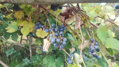 Giresun'da geleneksel üzüm pekmezi kaynatıldı.