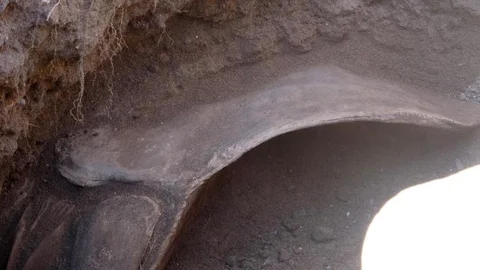 Mersin Körfezinde 4 Yıl Önce Ölüp, Müze Bahçesine Gömülmüştü: 16 Metrelik Dev Balina Topraktan Çıkarılıyor!