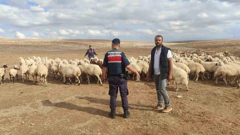 Konya'da kaybolan 93 küçükbaş hayvan jandarma tarafından bulundu