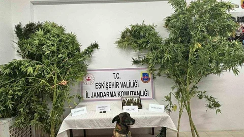 Eskişehir'de uyuşturucu bitkisi eken bir kişi jandarma tarafından yakalandı