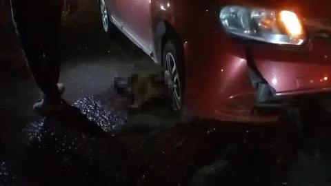 Diyarbakır'da doğum yapan manda kazada telef oldu