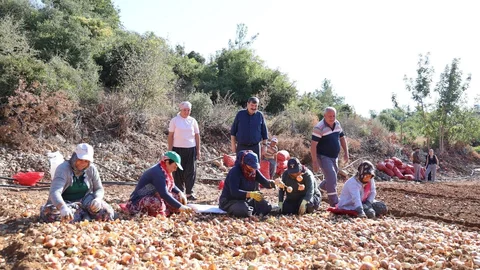Tarlada Soğan Eken Kadın Çiftçilere Başkan Yıldız’dan Sürpriz Ziyaret