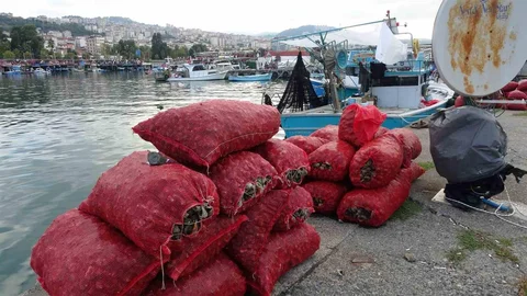 Trabzon'da balıkçılar, deniz salyangozu avında umduklarını bulamadı